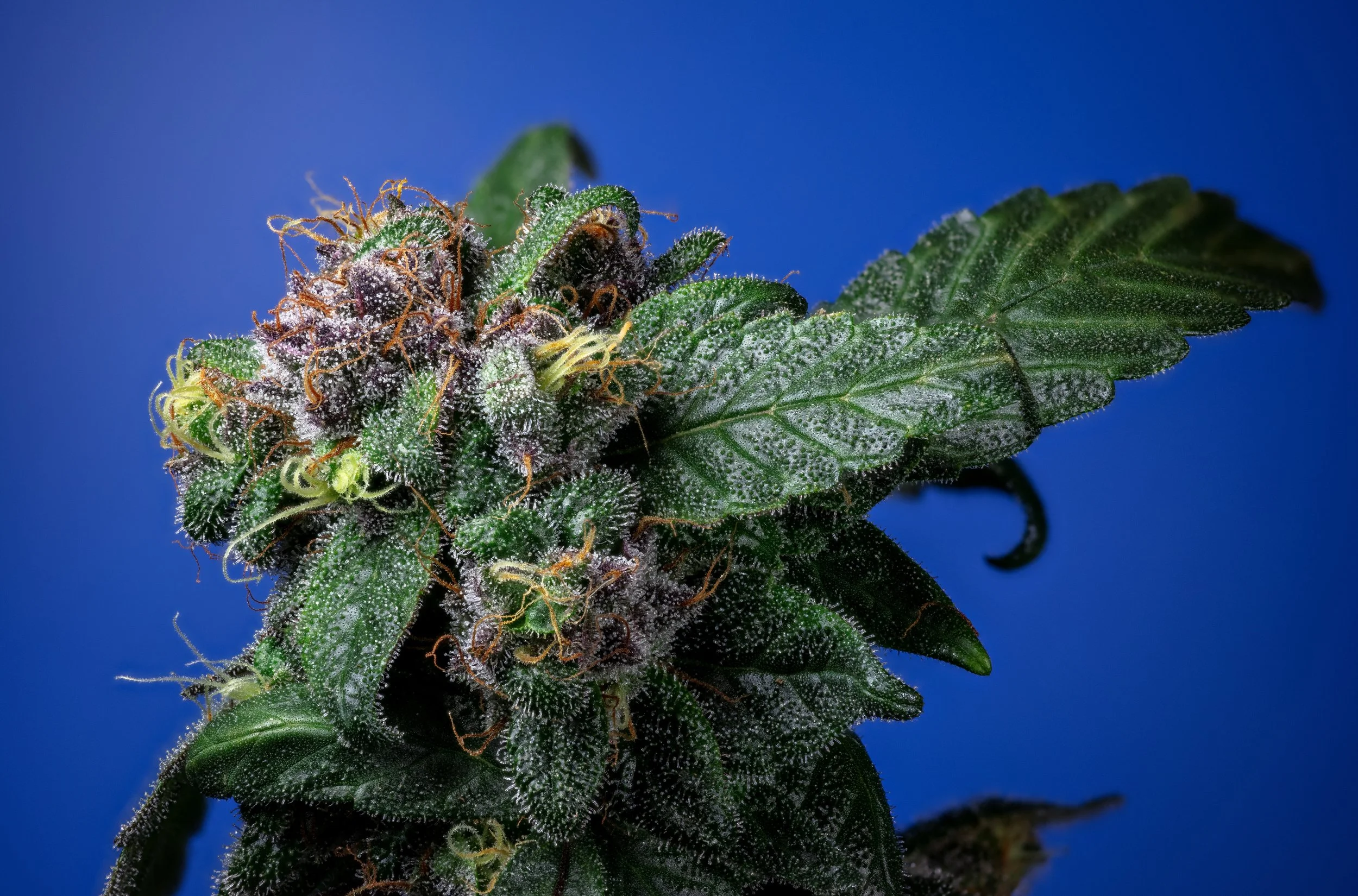 Blueberry 98