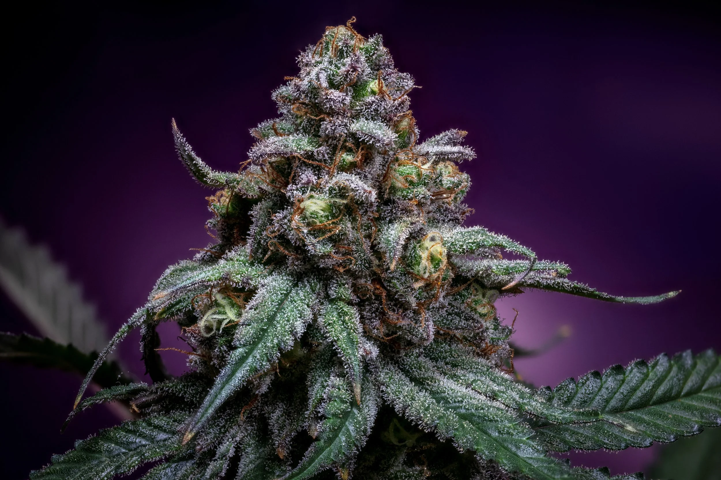 Blueberry Muffin