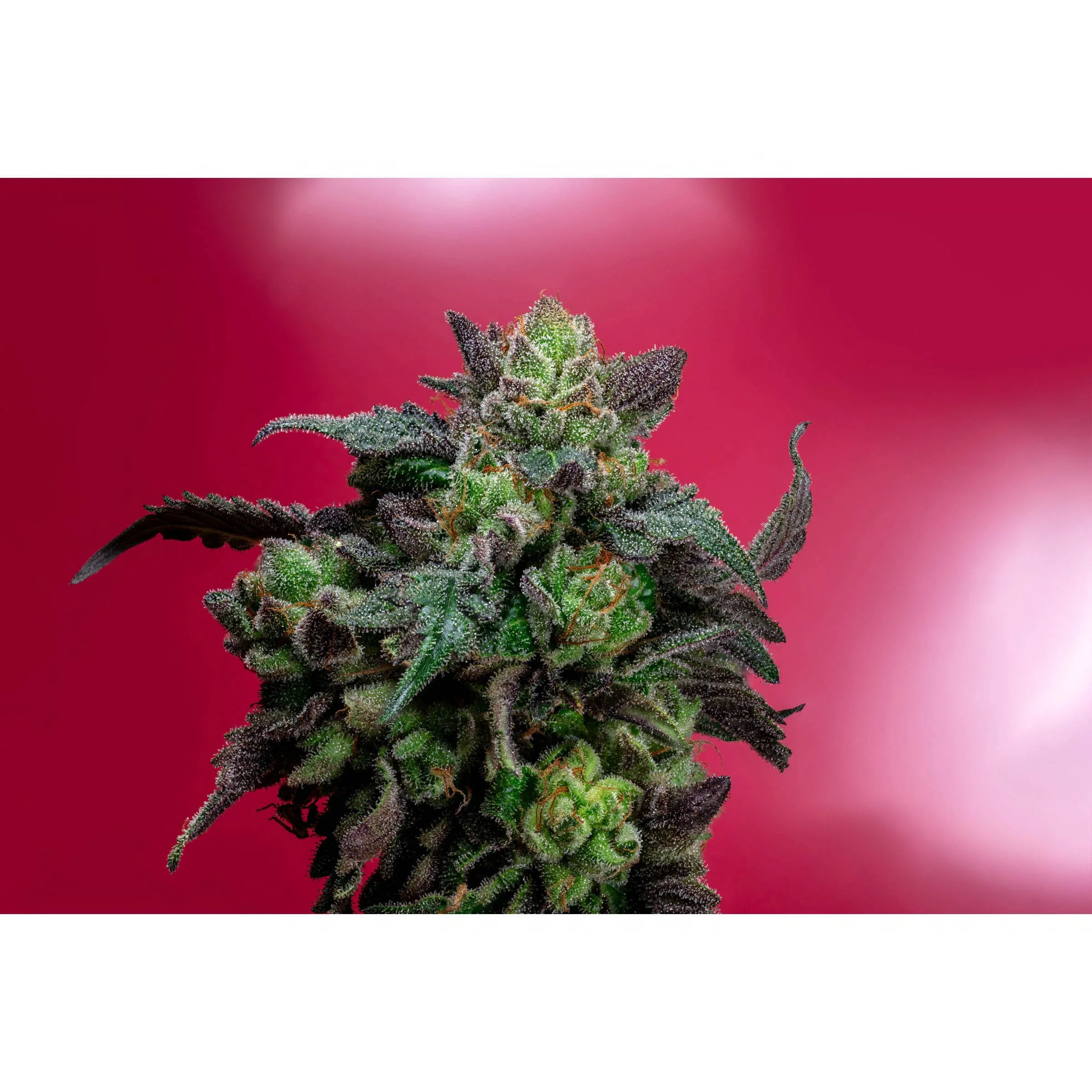 Cherry Pie