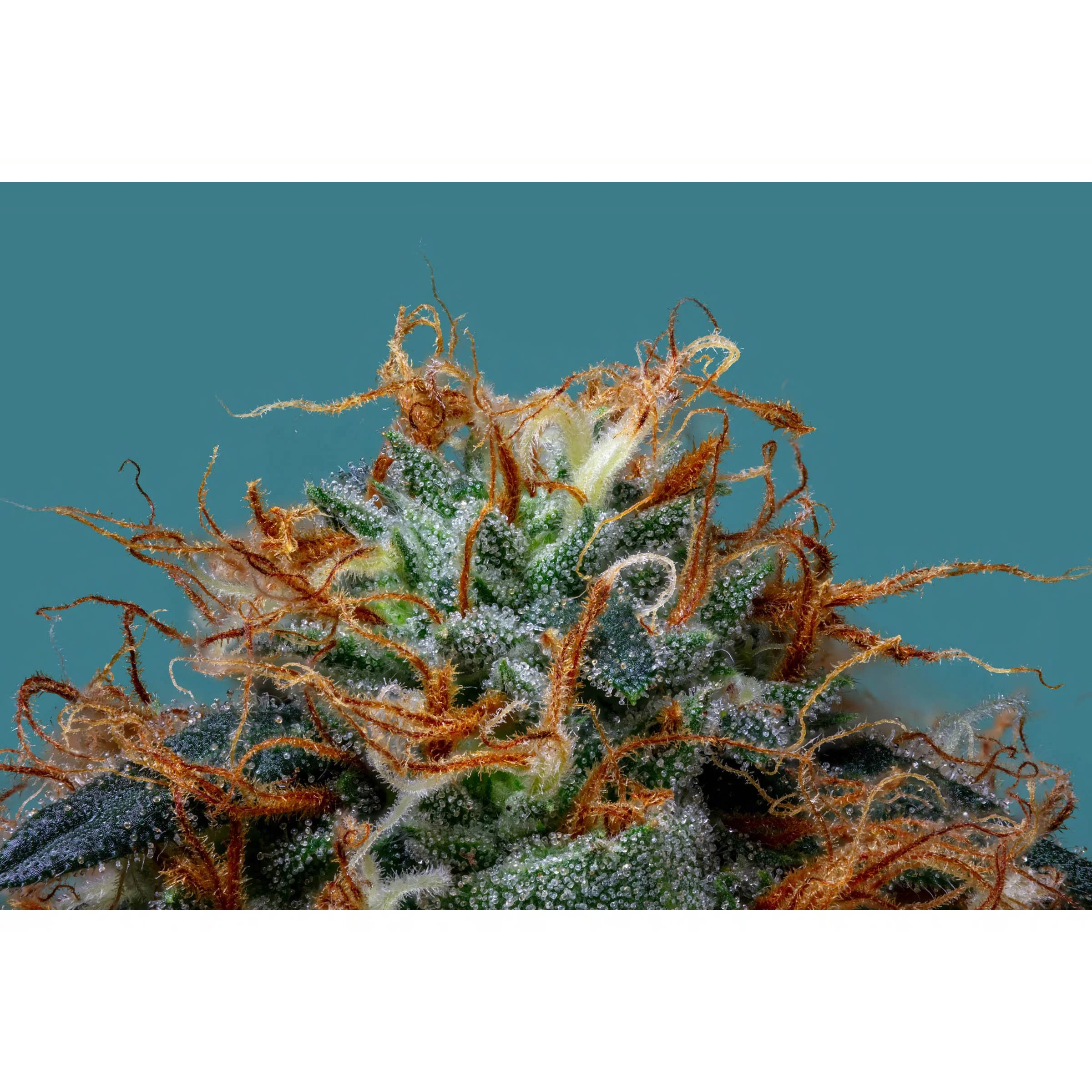 Hollywood Pure Kush