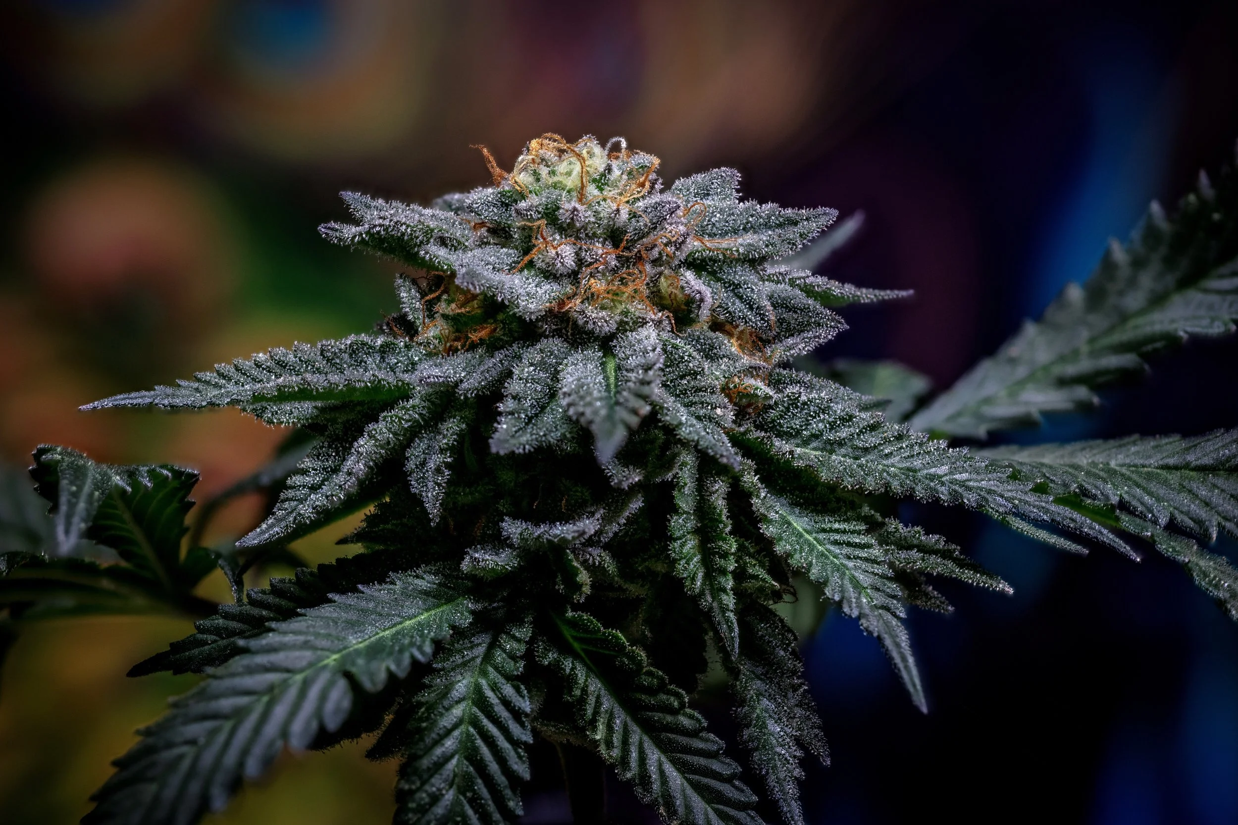 Purple Hindu Kush