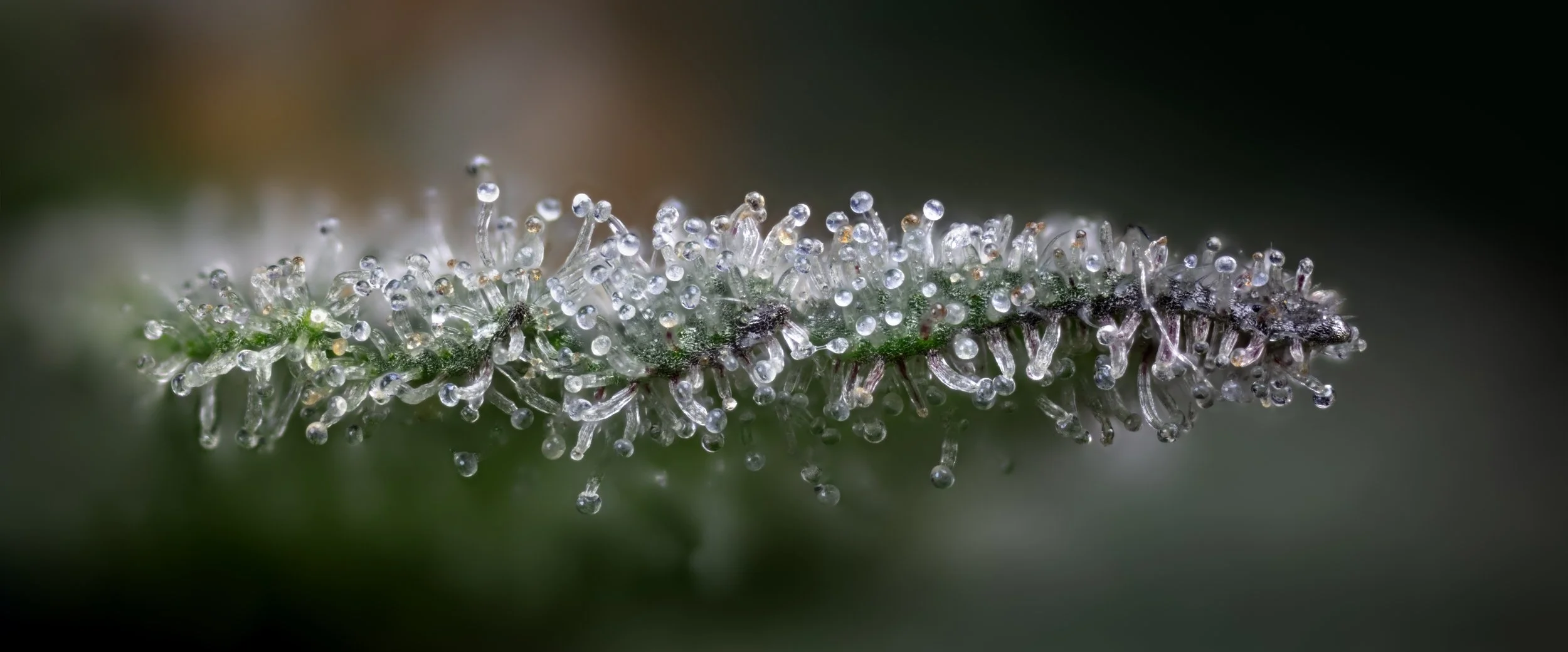Purple Hindu Kush Sugar Leaf