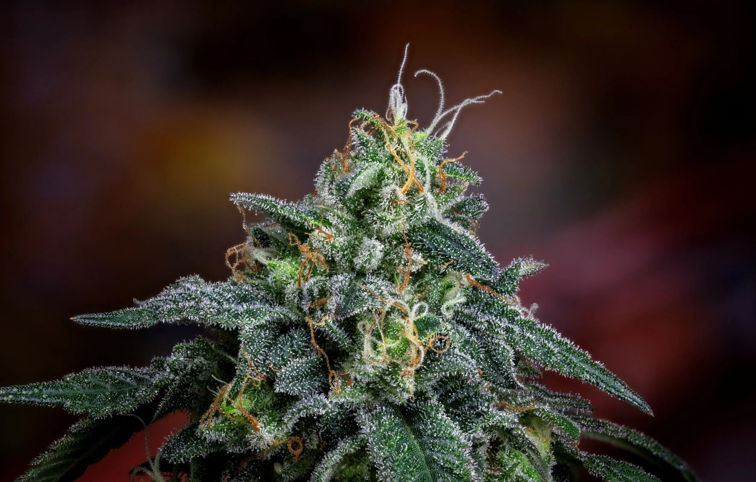 Slurricane x Iraq x Michigan Skunk