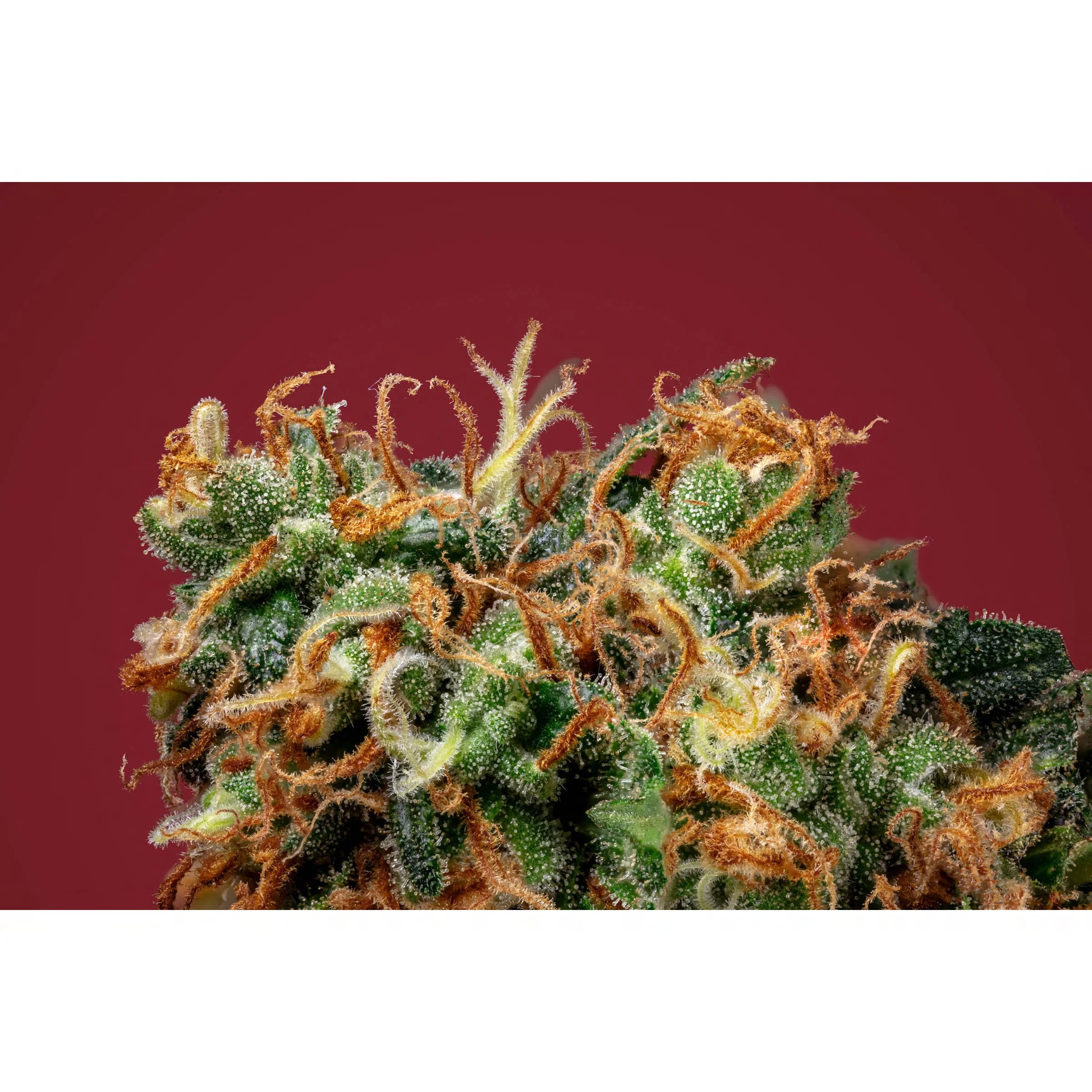 Sour Strawberry