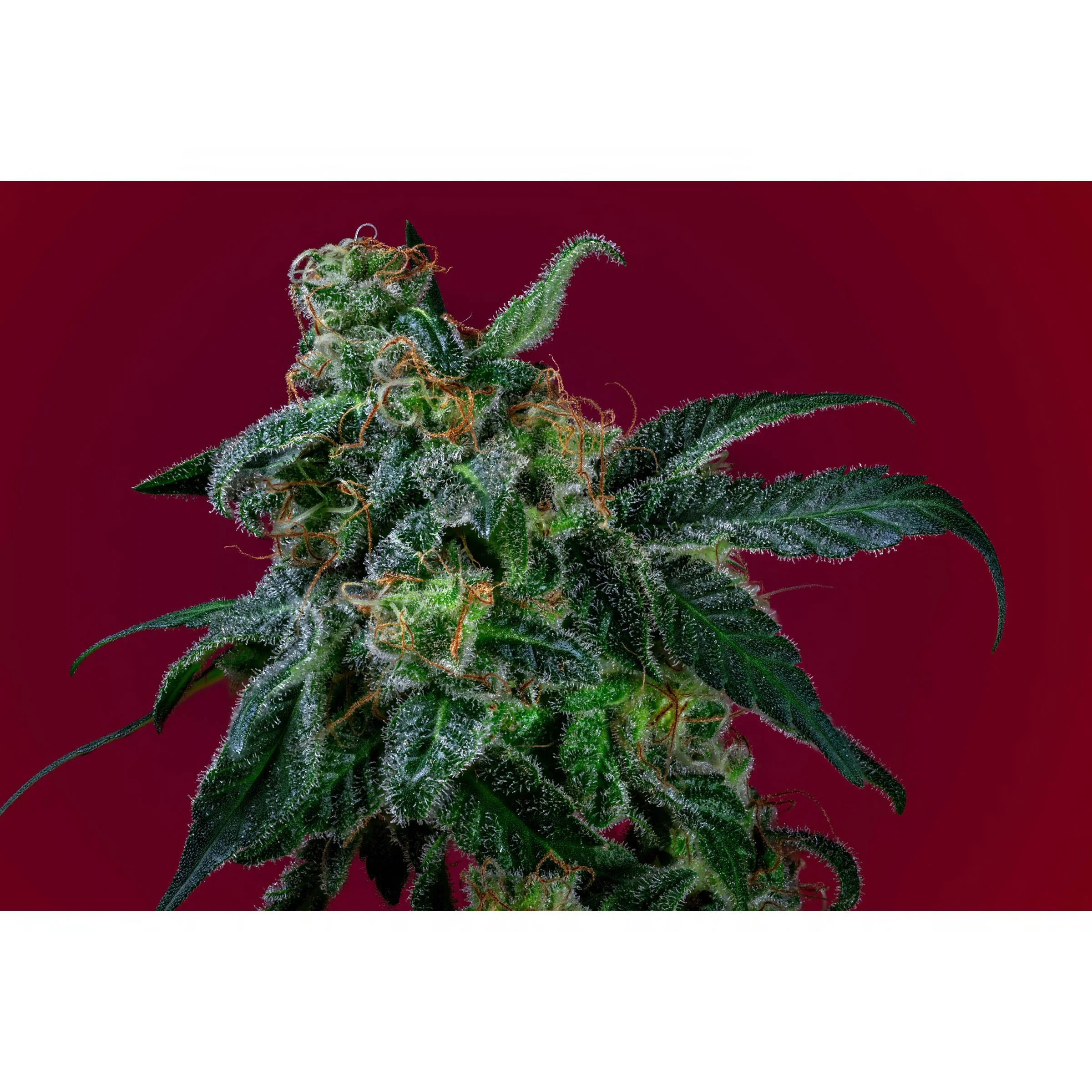 Sweet Pink Grapefruit